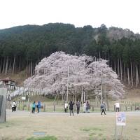 青春18切符の旅3　薄墨桜、豊橋の菜飯田楽、名古屋飯