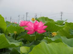 愛西市森川はす田蓮見の会・茶屋ヶ坂公園あじさい2017