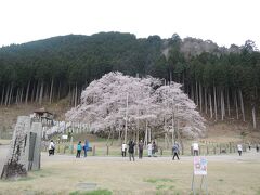 青春18切符の旅3　薄墨桜、豊橋の菜飯田楽、名古屋飯