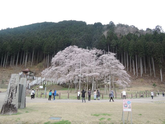 　到着時に見た薄墨桜です。ちょうど満開で、とてもきれいでした。<br />　ですが、この写真は、後ろにある大きな子供の木と重なっています。そのため、薄墨桜単体よりも多くの花が付いているように見えています。<br /><br />　2017年4春の青春十八切符第三弾の旅では、日本三大巨桜の次男坊に当たる薄墨桜を見ることが第一の目的です。長男坊の神代桜と三男坊の三春滝桜は既に見ているので、今回の旅行で桜の巨木トップ3を全て見ることができました。<br />　二つ目の目的は、江戸時代には超ごちそうだったという菜飯田楽を食べることです。<br />　三番目に挙げる名古屋飯は、名古屋で安宿に泊まったついでというだけのため、落ち穂拾い的な行為です。ただ、この落ち穂は粃ばかりで残念なことになりました。