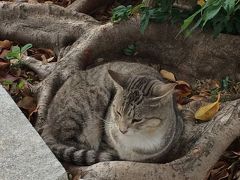 おともでマイルでまやーまみれの沖縄