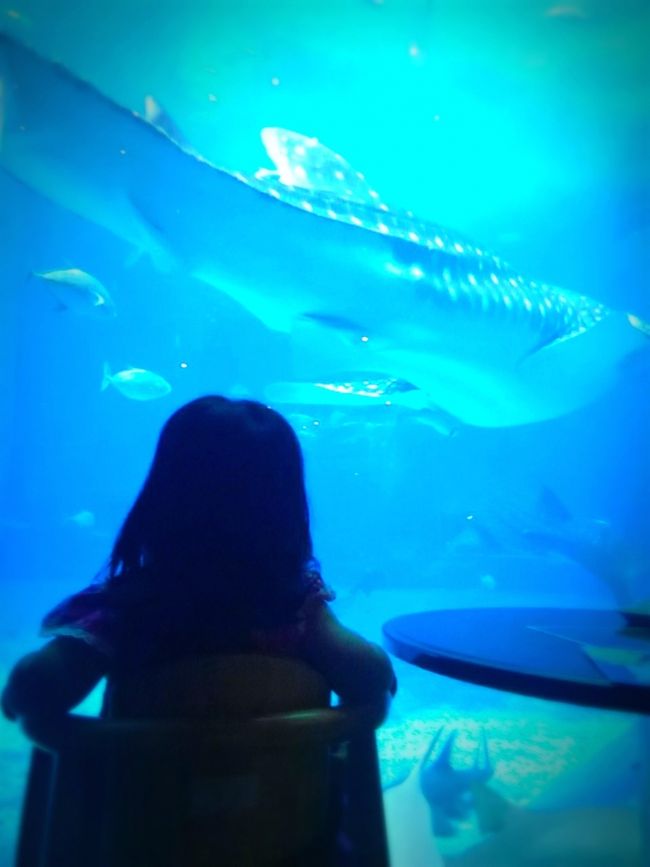 もう少しで2歳になる娘の初めての飛行機&海水浴です。<br />家族3人で3泊するのも初めて!<br />バーベキューするのも初めて!<br /><br />初めてだらけなので、ドキドキしながらの沖縄旅行でしたが<br />結果的に最高の夏休みを過ごすことが出来ました。<br /><br />旅行記は以下の日程で分けてあります。<br />稚拙な文章ですが、ご覧いただければ幸いです。<br /><br /><br /><br />■宿泊先<br />長浜ビーチリゾート海音KANON<br /><br />■日程(3泊4日)<br />初めての海と飛行機!理想のコテージ発見♪(1泊目)<br />http://4travel.jp/travelogue/11260132<br /><br />暑い夏の遊び方♪美ら海水族館&初海水浴(2泊目)<br />http://4travel.jp/travelogue/11260134<br /><br />今帰仁城跡とザ・ブセナテラスとお菓子御殿(3泊目)<br />http://4travel.jp/travelogue/11264728<br /><br />ザ・ブセナテラスのランチ&古宇利島ちゅらテラス(最終日)<br />https://4travel.jp/travelogue/11264729<br /><br /><br />【2日目】<br /><br />08:30 美ら海水族館<br />11:00 オキちゃん劇場を断念<br />11:30 熱帯ドリームセンター<br />お昼 トロピカルフルーツカフェ スコール<br /><br />名護市内 <br />JAおきなわ!<br />ファーマーズマーケットやんばる「はい菜!やんばる市場」<br /><br />ホテルにて<br />海水浴<br />バーベキュー2回目