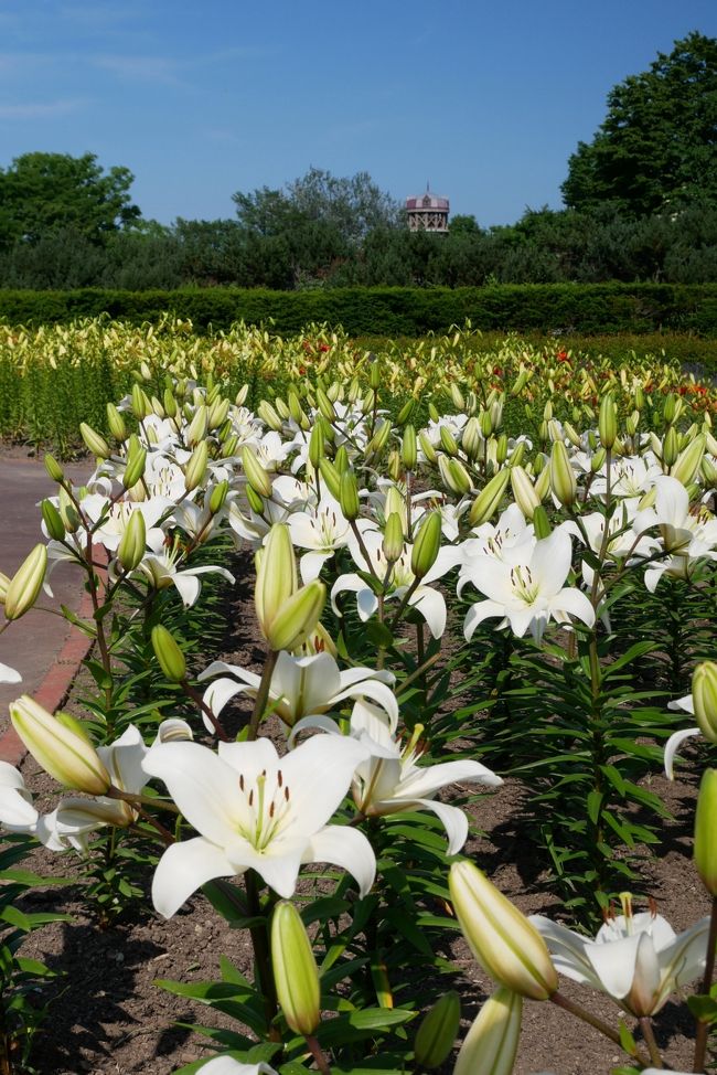 2017.7 百合、バラのシーズン突入の百合が原公園