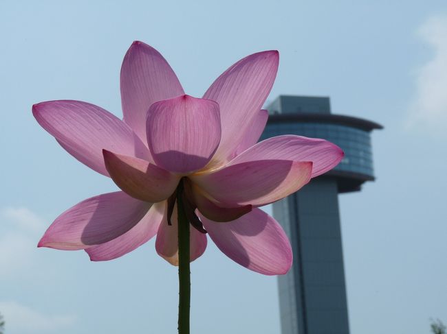 古代蓮の里の花ハス_2017_見頃は過ぎていたようです。（埼玉県・行田市）