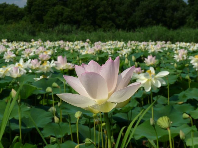 群馬県邑楽町の多々良沼に、ハスが咲いていると聞いたので、行ってみました。<br />行ってみたら、白い花ハス、淡いピンクの花ハスが、多々良沼の北西のエリアの水面を覆うように、見事に沢山咲いていました。<br />しかし、ハスの花へ近づけるところは、ほぼ無いに等しいため、土手の上から遠望するだけです。<br />それでも、驚くくらい見事でした。