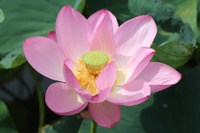 埼玉県行田市の古代蓮の里の蓮の花が見頃を迎えているとのことなので、出かけてきました。<br />朝７時前に自宅をスタートし、下道で約５０Km先の古代蓮の里に向かいました。<br />８時半過ぎに、２時間弱で古代蓮の里に到着です。<br />昨年より若干遅いため、蓮池の蓮は少し見頃を過ぎたような印象でした。<br />蓮を見た後は、昨年同様古代蓮会館の展望台から田んぼアートを眺め、１０時過ぎに古代蓮の里を後にして、１２時半過ぎに帰宅しました。