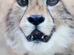 木陰と風に救われた梅雨明け前の猛暑の多摩動物公園（２）まだまだ可愛かったチーターの子供たちから＆レッサーパンダ：いつもより展示交代が早くておでこちゃんに会えず（涙）、まめくんとかのちゃんと半屋外ルンルンに慰められる