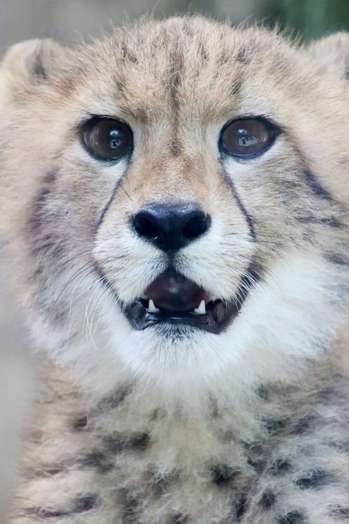 木陰と風に救われた梅雨明け前の猛暑の多摩動物公園（2