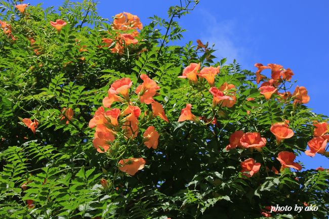 初夏の鎌倉花めぐり 　～大巧寺のアガパンサスと妙本寺のノウゼンカズラ～