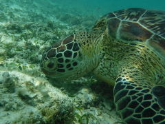 ２０１７年７月八重山旅行　その２　波照間島　動画もあります