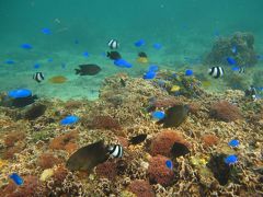 沖縄本島のシュノーケルスポットを巡る旅3日目