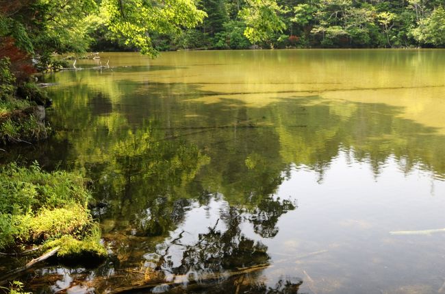 北海道の滞在も２泊目を迎え、温泉も楽しんでゆったりと過ごした。<br /><br />雌阿寒岳も山頂を踏んで、無事下山することができたので、満足でした。<br /><br />４日目、予備日が晴れたのなら、雄阿寒岳に登ってもいいかなと考えてもいましたが、それだと登山ばかりになる。<br />好きな写真も楽しみたいし、膝の調子も万全ともいえないので、観光協会が主催する、お手軽なガイドツアーに申し込んだ。<br /><br />阿寒湖の東のほとりを歩いて探索　～小さな神秘の湖へに、出発３日前、お天気を確認して申し込んだ。<br /><br />他にも、魅力ある、ガイドツアーがあって、お手頃料金なので、お勧めです。<br /><br />http://www.lake-akan.com/guidetour/<br /><br />６月２７日　前泊まり<br />　　２８日　セントレア～札幌～釧路～阿寒湖　移動日<br />　　２９日　雌阿寒岳登山<br />　　３０日　雄阿寒岳麓滝口トレッキング　阿寒湖クルージング<br />７月　１日　阿寒湖～釧路～札幌～セントレア　移動日<br /><br />表紙の写真は、次郎湖