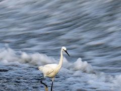 野鳥撮影記録（２０１７年7月）その２・近所