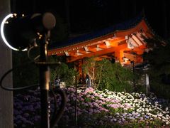 あじさいを観に京都へ。【2/2】 -- 宇治だから平等院、宇治上神社、三室戸寺のあじさいライトアップ --
