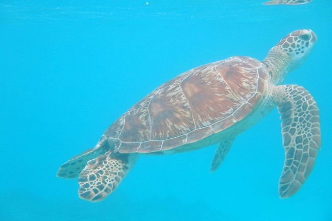 初の慶良間諸島　8泊9日の旅③