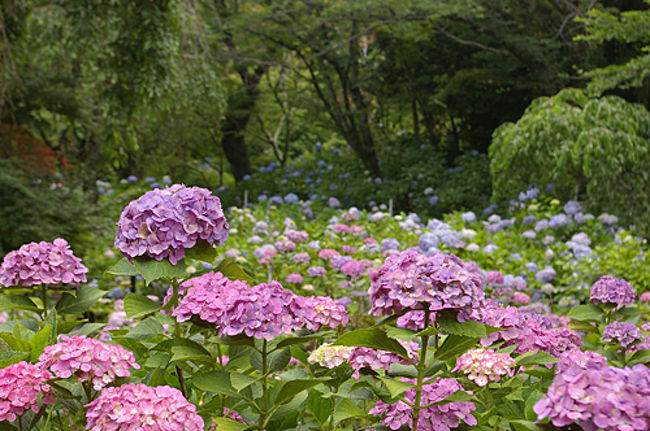 どこか紫陽花の名所はないかと検索して見つけたのが松戸にある本土寺。<br />グーグルマップをみると、一度乗ってみたいと思っていた流鉄線も近い。<br />という訳で松戸・流山散策に出かけたのでした。<br /><br />本土寺<br />http://www.hondoji.net/<br /><br />流鉄流山線と小金城跡<br />https://4travel.jp/travelogue/11261104<br />流山散歩<br />https://4travel.jp/travelogue/11261105<br /><br />旅のメモはこちらから<br />松戸と流山を散策する<br />https://chabatatsu.hatenablog.com/entry/2017/07/16/180622