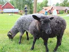 Sheep farm Öströö