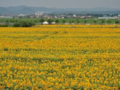 ３８万本のヒマワリが見頃の小野・ひまわりの丘公園