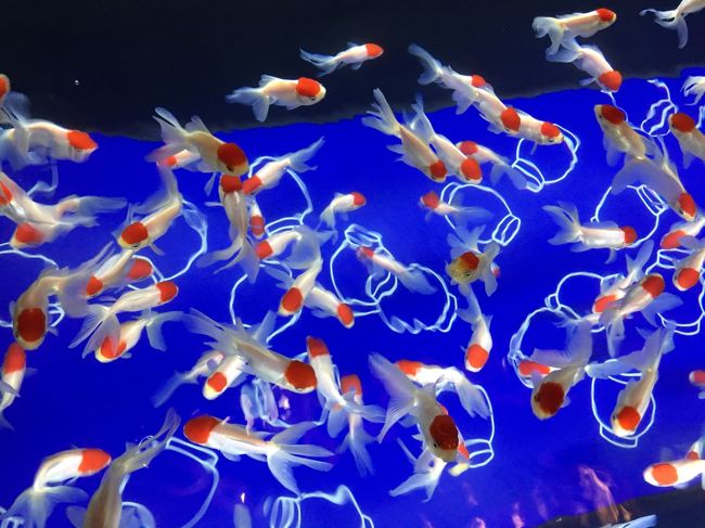 建物内水族館が苦手で、普段は絶対に行かないのですが・・・<br />娘が喜びそうかなあと考え出陣することに。<br /><br />せっかくなので甚平着て、<br />お祭り気分100%で出かけました。<br /><br />結果、良かったかな?<br /><br />すみだ水族館は3歳から有料になるので、その前にということと、<br />週2で通ってる耳鼻科でいつも水槽を眺めて待っているので、<br />そろそろ水族館も楽しめるのではという期待を持っていきました。<br /><br />金魚もペンギンもサメも喜んでみていましたが、<br />帰宅してから「クラゲ見たいクラゲ見たい」と<br />怖いもの見たさでずっとクラゲの写真をリクエストされますw<br /><br />大人の私は、うーんやっぱりダイバーなので、<br />こういう展示された魚よりも実際の海に潜るほうが好きなんですよね。<br />子どもがいなかったら2,050円払ってまで来ないと思います。<br />とはいえ海に金魚はいないので、和に触れられるのは楽しかったです。