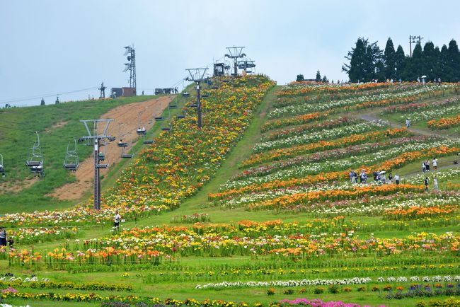 はこだてに行ってきました<br />北海道ではありません<br />滋賀県です<br />冬は箱館山スキー場ですが、この時期はユリが咲きます