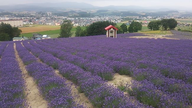 　ご覧戴きましてありがとうございます。<br />　2017年７月15日の土曜日から2017年７月17日の月曜日の３日間、北海道へ行ってきました。<br />　今回の目的はラベンダーを見に行くことで、中日となる16日の日曜日、午前中にまずは上富良野町にある日の出公園（日の出ラベンダー園）に、午後は中富良野町にあるファーム富田、中富良野町営ラベンダー園等にそれぞれ訪れ、ラベンダーを見るつもりでした。<br />　しかし当日は旭川付近で雨が降り、その為、旭川と富良野を結ぶJR富良野線が午前11時から午後６時頃までの間にわたり運転見合わせとなりました。その為、当日は日の出公園（日の出ラベンダー園）にしか寄れず、ファーム富田・中富良野町営ラベンダー園でラベンダーを楽しむことは出来ませんでした。<br />　そんなわけで今回は日の出公園（日の出ラベンダー園）でラベンダー見物を含め公園内を散策した時の様子のみを旅行記としてご覧戴きます。<br />