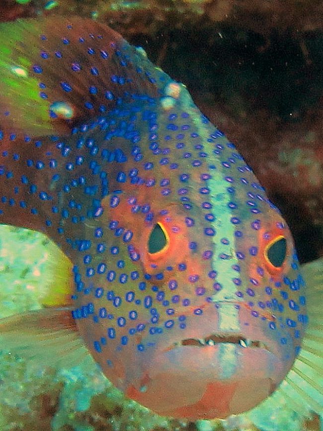 Face 沖縄魚図鑑その7 イリオモテ17 西表島 沖縄県 の旅行記 ブログ By 琉球熱さん フォートラベル