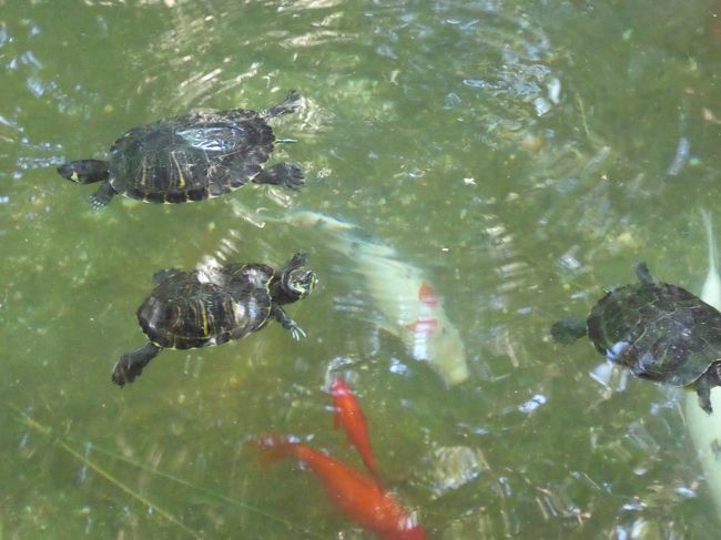 プーリア州優雅な夏バカンス♪　Vol20(第3日)　☆Trani：朝の「Villa Parco Comunale」優雅な散歩　亀の泳ぐ池を眺めて♪