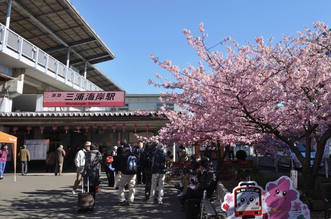 みさきまぐろきっぷを一度利用してみたいと思い<br />河津桜の時期と絡めて三浦海岸へ行ってきました。<br />まぐろ料理と近隣の施設の入場料が込みでしたので<br />マリンパークへ行きました。<br />マリンパークの入場料は普通に入ったら割高に感じる規模でしたが<br />今回はお得に利用できたので満足です。<br />