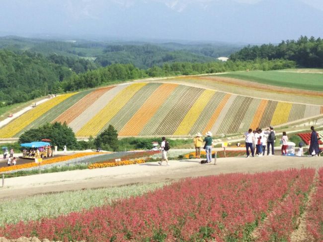 絵手紙作家のとやちえこさんと行く「東京発北海道旅の絵手紙ツアー」に 札幌から現地参加しました。<br />まさにラベンダーが見頃の富良野・丘のまち美瑛・青い池・風のガーデン・旭山動物園などを巡りました。<br />北海道とは思えないほどの異常な暑さでしたが、お天気に恵まれて ベストシーズンの北海道を満喫しました。