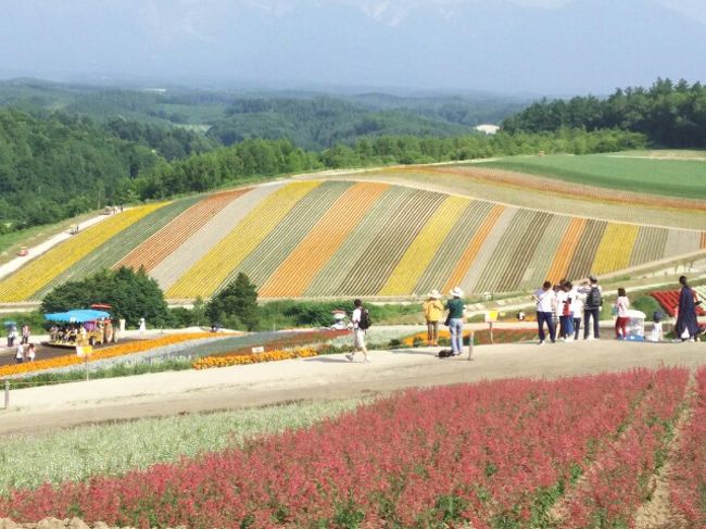 絵手紙作家のとやちえこさんと行く「東京発北海道旅の絵手紙ツアー」に　札幌から現地参加しました。<br />まさにラベンダーが見頃の富良野・丘のまち美瑛・青い池・風のガーデン・旭山動物園などを巡りました。<br />北海道とは思えないほどの異常な暑さでしたが、お天気に恵まれて　ベストシーズンの北海道を満喫しました。