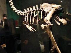 大英自然史博物館展-3　自然史を貫く精神　☆モア・・絶滅した巨鳥の痕跡を求め