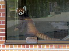 夏のレッサーパンダ紀行【２】 東武動物公園 猛暑・・・１年半ぶりの東武ZOOでココロちゃんに会いました