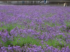 土砂降りの中、富良野ラベンダーを楽しむ日帰りの旅