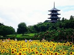 岡山総社☆備中国分寺五重塔とひまわり