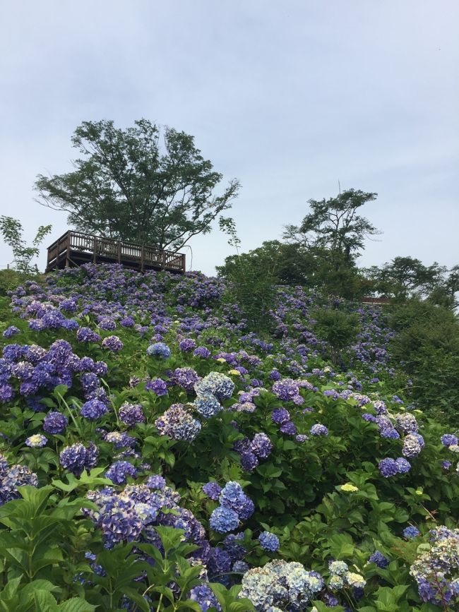 日曜日 公園に行きました。<br />綺麗な紫陽花