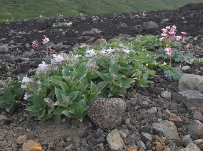 花の山・岩手山を歩く