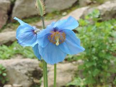 青いケシを求めて～天空の花畑　白馬五竜へ