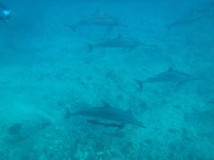 ３歳子連れ☆初ハワイ旅 その３ 野生イルカツアー、クヒオビーチなど