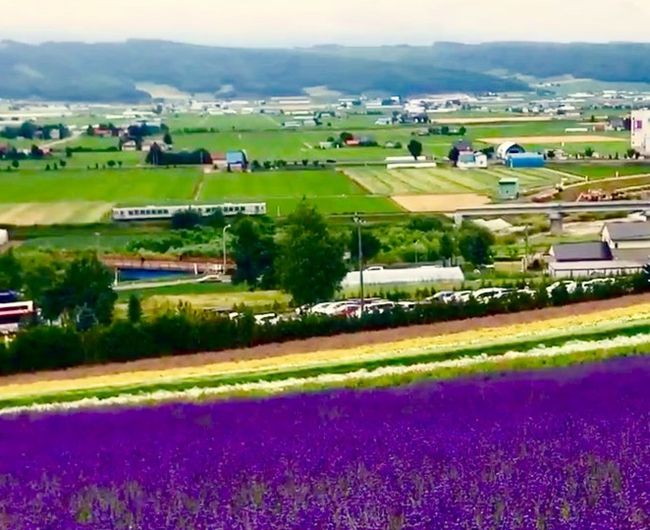 7/16大雨により網走に行くことができなくなり急遽札幌へ帰還。北海道フリーパスのおかげで不測の事態でも帰ることができた。<br /><br />このまま終わると北海道フリーパスの意味がなくなるのでもう一日どこか行こうかと思い、最初に考えてた富良野に行くことに決めた。<br /><br />富良野までのフラノラベンダーエクスプレスに旧旭山動物園号が担当しており、それに乗る目的。旧旭山動物園号は2017年か2018年に廃車することが報道された。廃止の前に乗ろうということで富良野行くことにした<br /><br />美瑛にも行くことも考えたけど時間的にきつくなり、富良野のファーム冨田、町営ラベンダー園を巡ることにしました。ラベンダーも見頃でちょうど良かったです。<br /><br />旧旭山動物園号にも無事乗車できたので、思いつきでまわりましたが満足な富良野旅でした