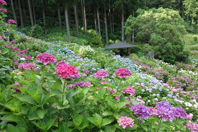 【坂東札所巡礼12-2】どこに行くの？ランチです。その後に紫陽花を見に行きます。　　　