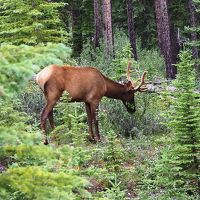 カナダ西部周遊の旅　その３　バンフ
