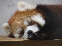 桔梗と萩が咲く夏の始まりの埼玉こども動物自然公園赤ちゃん三昧（北園編）祝！レッサーパンダのハナビちゃんの赤ちゃん誕生！～なんとか顔が見られたコツメカワウソのビジュくんとマヌルネコやプーズーや小動物コーナーの赤ちゃんたち