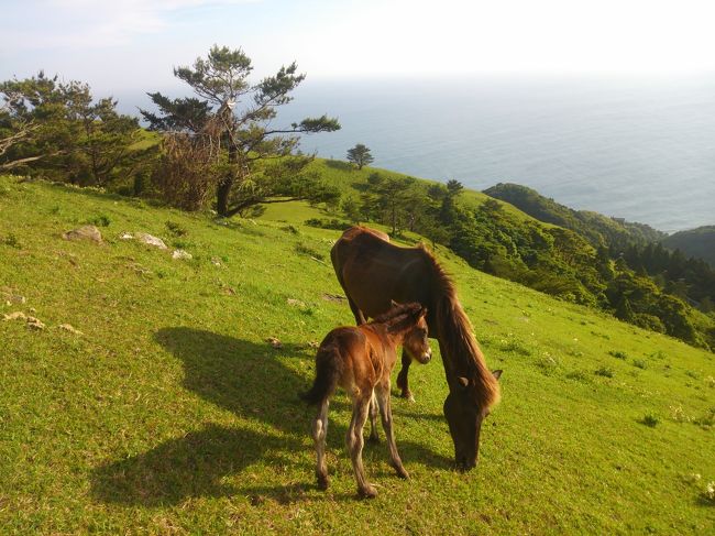 所用で宮崎を訪れた折に都井岬まで足を延ばしてみました。隔絶された環境のなか日本在来馬である御崎馬がのんびりと暮らしていました。