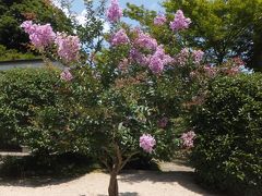 敦賀市（２）　常宮神社のサルスベリを見に行く。