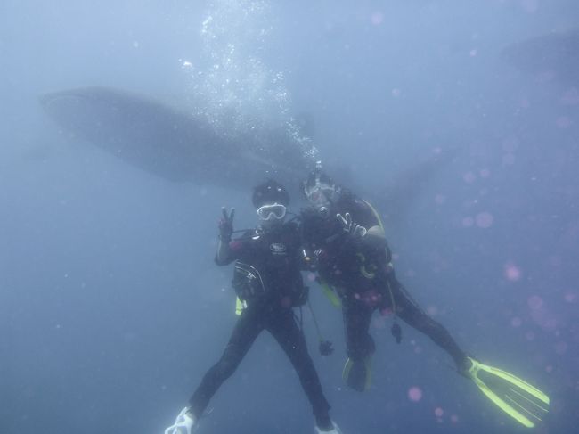 海の日の３連休を利用して今年も沖縄に出掛けました！<br />宿泊先は去年と同じ　リザンシーパーク谷茶ベイに４泊で<br />今回の沖縄旅行の目的は　ジンベイザメとのダイビングの沖縄入りです。