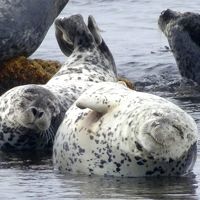 礼文島 ◇ 猛暑から脱出して最北の島へ ☆ ウニも 花も ゴマちゃんも い～っぱい♪