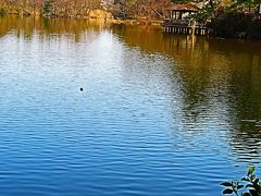 練馬-2　都立石神井公園　ひとめぐり　桜咲き初め時　☆武蔵野の城址・湧水池も