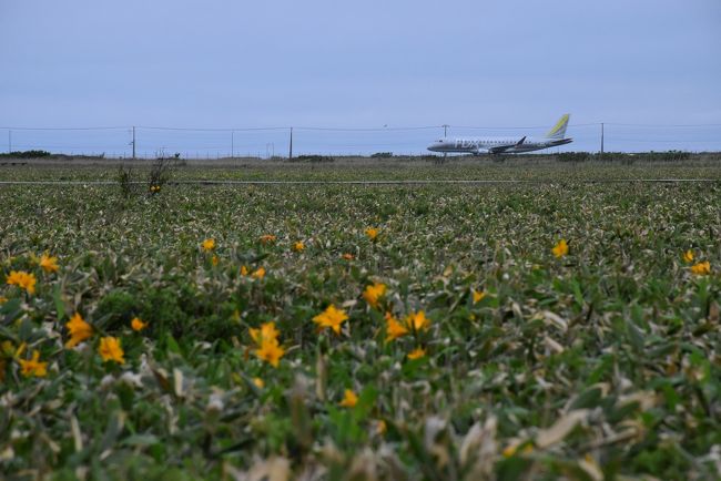 稚内空港の近くに、あまり知られていない「メグマ沼湿原」があります。<br /><br />6月下旬に湿原の木道を歩くと、エゾカンゾウやヒオウギアヤメなどが咲き誇ります。<br /><br />空港に着陸してくる飛行機は、湿原のお花畑に降りてくるような風景です。<br />