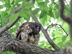 野鳥撮影記録（２０１７年7月）その４