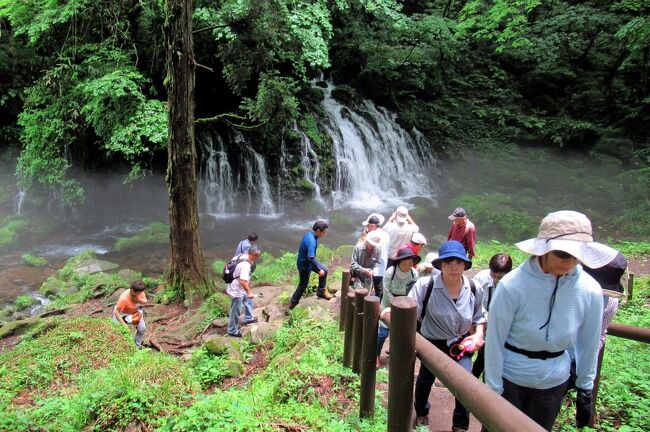 東北の湿原巡り・２日目は、山形県と秋田県に跨がる鳥海山（2,236m）の秋田側の山麓にある元滝伏流水と獅子ヶ鼻湿原の散策です。<br />鳥海山は、山頂に雪が積もった姿が富士山に似ているので「出羽富士」と呼ばれ、秋田県では秋田富士、山形県では庄内富士とも呼ばれています。<br />深田久弥は『日本百名山』の本で、鳥海山について ” 眼路限りなく拡がった庄内平野の北の果てに、毅然とそびえ立ったこの山を眺めると、昔から東北第一の名峰とあがめられてきたことも納得できる ” と書いています。<br />そんな百名山ですから、その山麓はどんな感じだろうと期待を胸にバスは出発しました。<br />そして行ってみると、そこには想像以上の素晴らしい風景が待っていました。<br />ブナの巨木、豊かに湿原を潤す伏流水・・・このツアーに参加して、本当に良かったと実感しました。<br />写真は、鳥海山麓にある「元滝伏流水」。